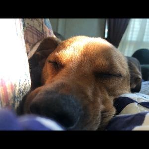 Meet your Posher, Allie